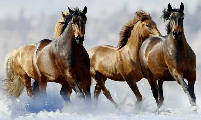 puzzle Chevaux dans la neige, Vous voyez 3 ou 4 chevaux ?