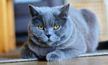 4953 | Chat gris - 