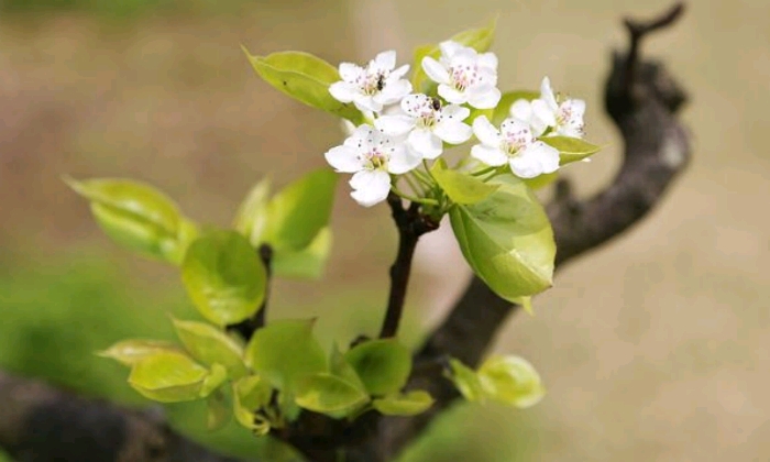 Puzzle gratuit Bourgeon dans la catégorie Paysages & Fleurs jouable de 24 à 120 pièces.