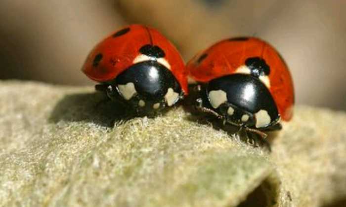 puzzle 2 coccinelles, 