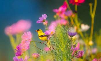 9559 | Petit oiseau jaune - 