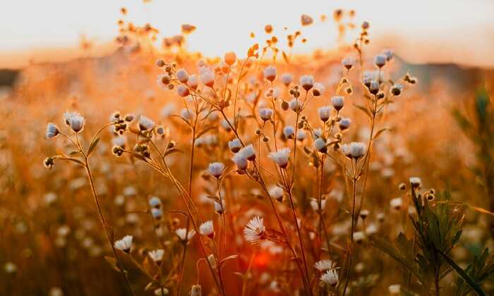 puzzle Fleurs au coucher du soleil, 