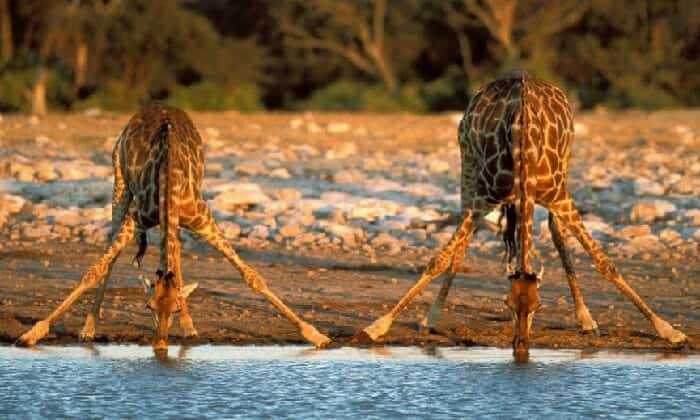 puzzle Girafes se désaltérant, 2 girafes se désaltérant au bord d'une rivière