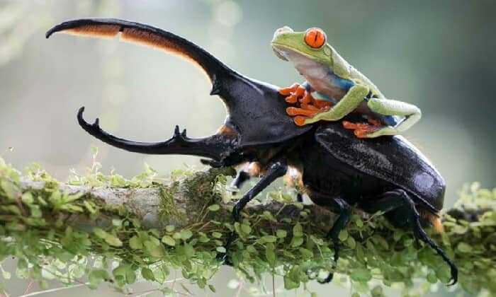puzzle scarabée et grenouille, Le scarabée Rhinocéros, un nouveau moyen de locomotion pour cette grenouille ?