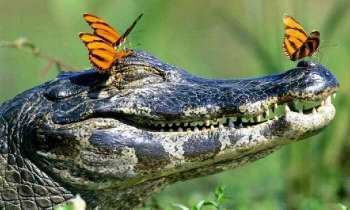 5043 | Papillons sur un crocodile - Ces papillons se désaltèrent en buvant des larmes de crocodile