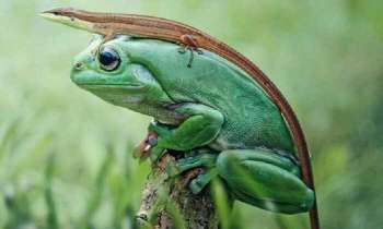 5026 | Grenouille verte - Une grenouille verte qui porte un drôle de couvre-chef