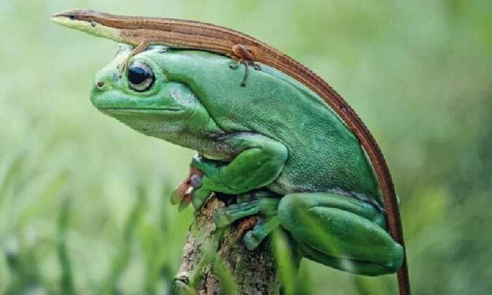 puzzle Grenouille verte, Une grenouille verte qui porte un drôle de couvre-chef