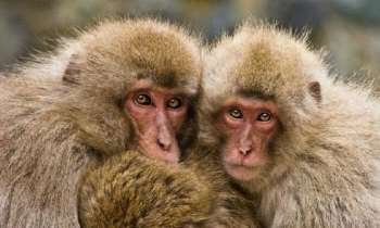 5052 | Une famille de macaques - 