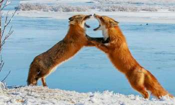 5009 | deux renards - Deux renards qui jouent dans la steppe
