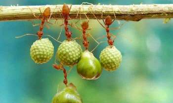 4973 | Groupe de fourmis - Un groupe de fourmis ouvrières se repose un moment sur une branche