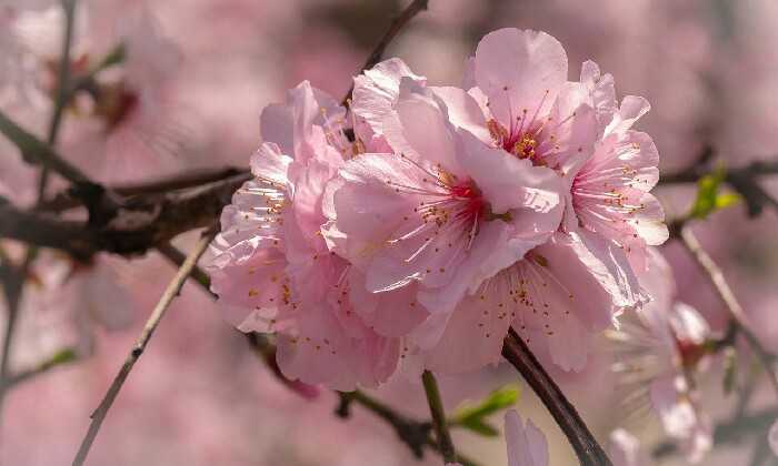 puzzle Fleurs de cerisier, 
