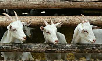 5175 | 3 chèvres toutes mignonnes - 