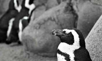 5204 | Pingouins - 