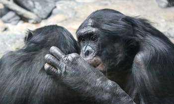 5214 | 2 bonobos - 