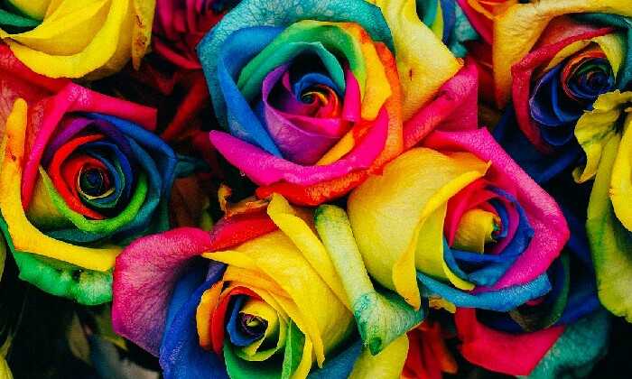 puzzle Roses multicolores, 