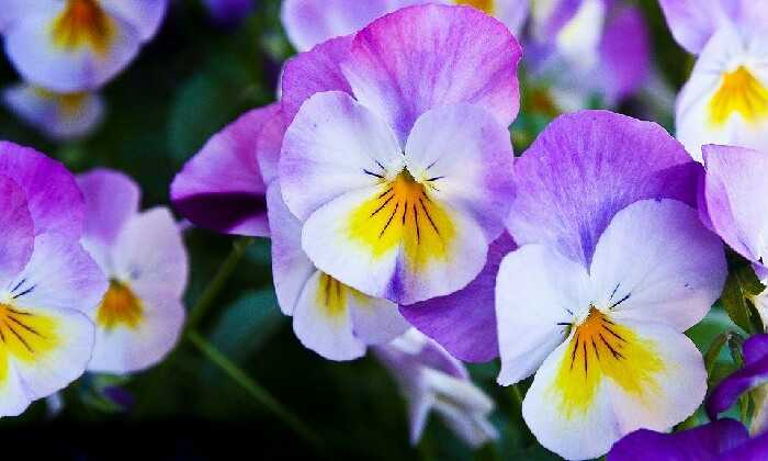 puzzle Fleurs violettes, 