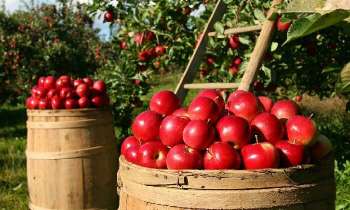 5248 | Récolte des pommes - 