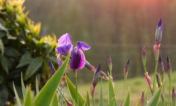puzzle Les iris, Coucher de soleil en mode confinement sur les Iris du Voisins.