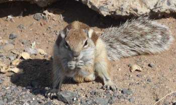5279 | Pas touche à mes noisettes! - Sur la plage de Jandia, les écureuils raffolent des fruits secs qu'apportent les touristes