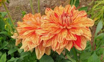 Puzzle Dahlia orangé - catégorie Paysages & Fleurs, puzzle gratuit en ligne