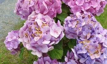 Puzzle 15081 - Hortensia