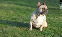 Puzzle Bouledogue FRANÇAIS