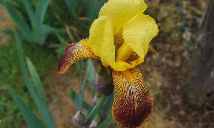 puzzle Iris jaune, fleur de mon jardin