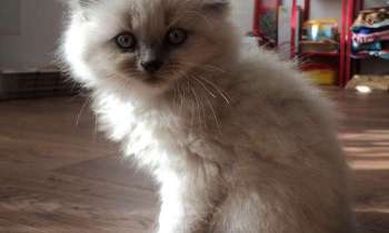 Puzzle 11013 - Chat