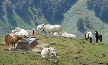 8879 | Vaches en montagne - Cette photo prise dans le pays basque respire la quiétude et la sérénité