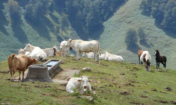 puzzle Vaches en montagne, Cette photo prise dans le pays basque respire la quiétude et la sérénité