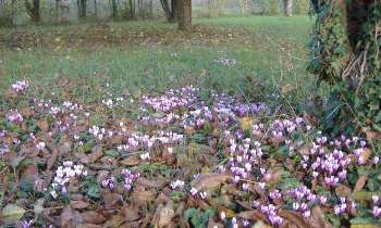 Puzzle 14943 - Cyclamen dans le verger