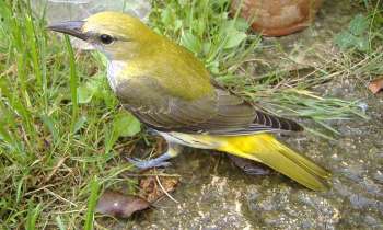 8045 | Oiseau - cet oiseau est arrivé dans mon jardin, après plusieurs jours il s'en est allé...