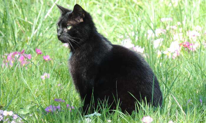 puzzle Chat noir, au printemps "Réglisse" profite du jardin