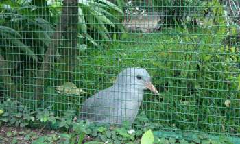 5305 | Cagou - Le cagou est un oiseau de Nouvelle Calédonie. Mais il ne vole pas
