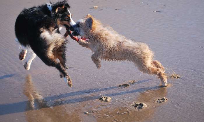 puzzle Jeux de plage, nos 2 chient jouent sur une plage