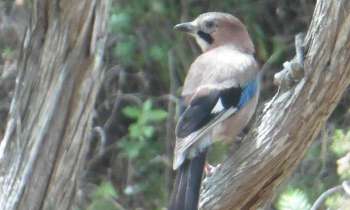 Puzzle Geai corse - catégorie Animaux, puzzle gratuit en ligne