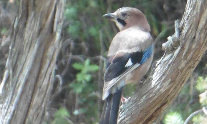 Puzzle gratuit Geai corse dans la catégorie Animaux jouable de 24 à 120 pièces.