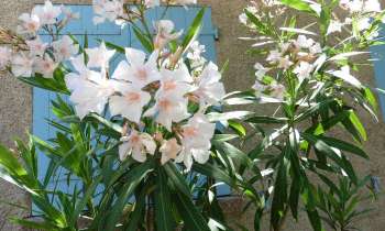 Puzzle Laurier - catégorie Paysages & Fleurs, puzzle gratuit en ligne