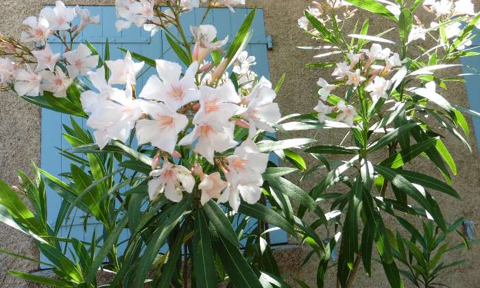 Puzzle gratuit Laurier dans la catégorie Paysages & Fleurs jouable de 24 à 120 pièces.