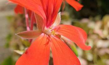 Puzzle Fleur - catégorie Paysages & Fleurs, puzzle gratuit en ligne