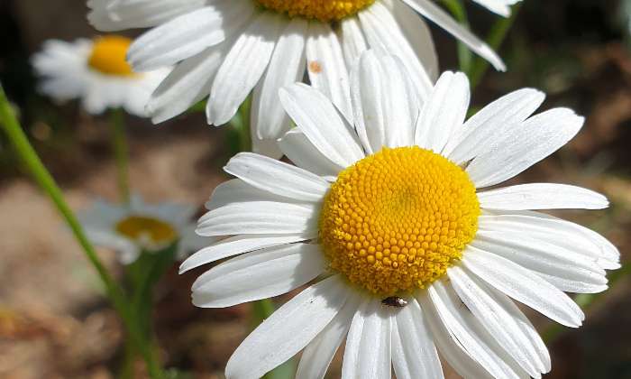 Puzzle gratuit Pâquerettes dans la catégorie Paysages & Fleurs jouable de 24 à 120 pièces.