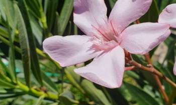 Puzzle Fleur - catégorie Paysages & Fleurs, puzzle gratuit en ligne