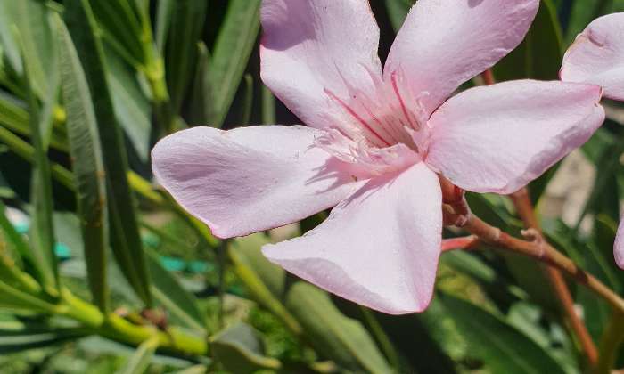 Puzzle gratuit Fleur dans la catégorie Paysages & Fleurs jouable de 24 à 120 pièces.