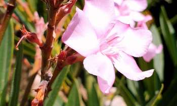 Puzzle Fleur - catégorie Paysages & Fleurs, puzzle gratuit en ligne
