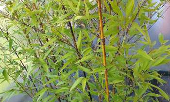 Puzzle 15229 - Bambou