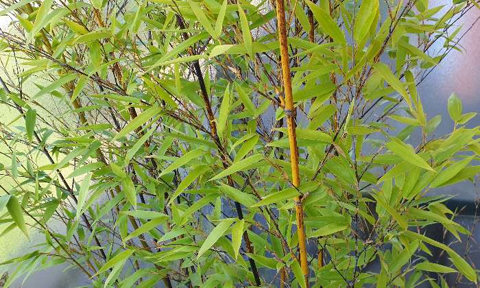 Puzzle gratuit Bambou dans la catégorie Paysages & Fleurs jouable de 24 à 120 pièces.