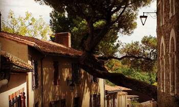 Puzzle 15188 - Arbre tordu