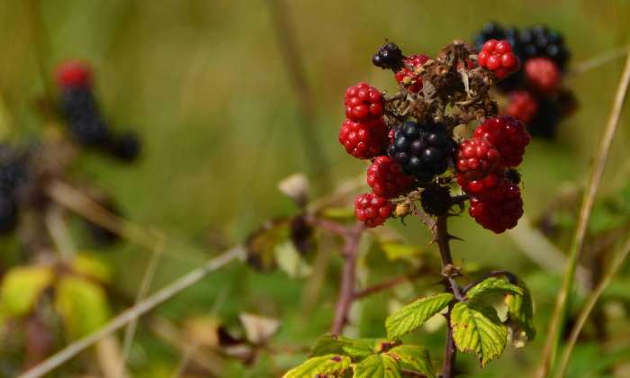 Puzzle Mûres sauvages dans la catégorie Paysages & Fleurs 