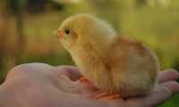 Puzzle Poussin tout doux