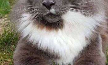 5369 | chat gris/blanc - superbe animal mystérieux et envoûtant